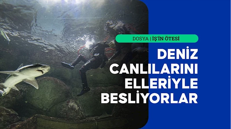 Denizsiz kentin dalgıçları köpekbalıklarını elleriyle besliyor