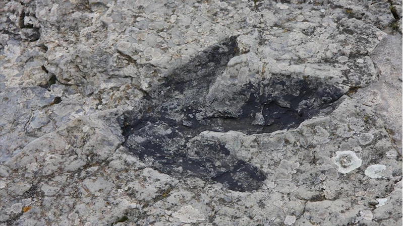 Araştırmacılar, dinozorlardan 40 milyon yıl önce semender benzeri bir hayvanın yaşadığını belirledi