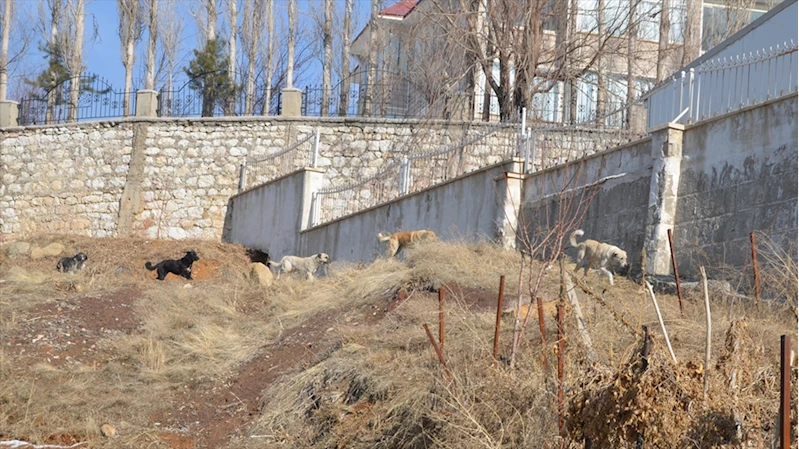 Köpeklerin saldırısında ölen çocuğun komşuları, sokakların güvenli olmasını istiyor