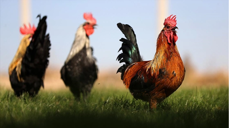 Denizli horozunun ırkı Konya