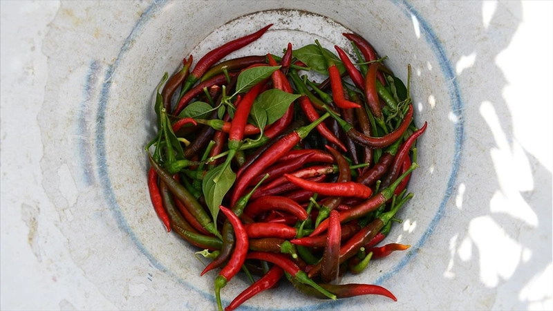 Bilecik