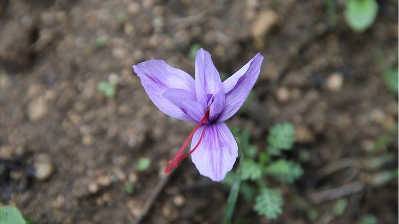 Karabük
