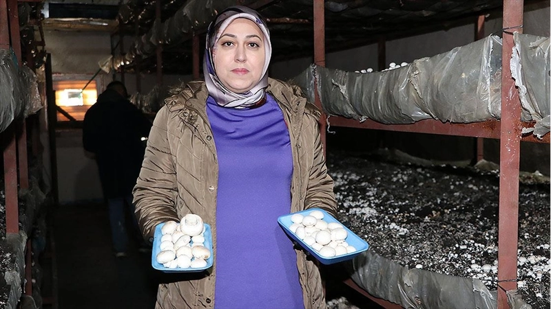 Kadın girişimci devlet desteğiyle kurduğu tesiste 75 ton mantar üretiyor