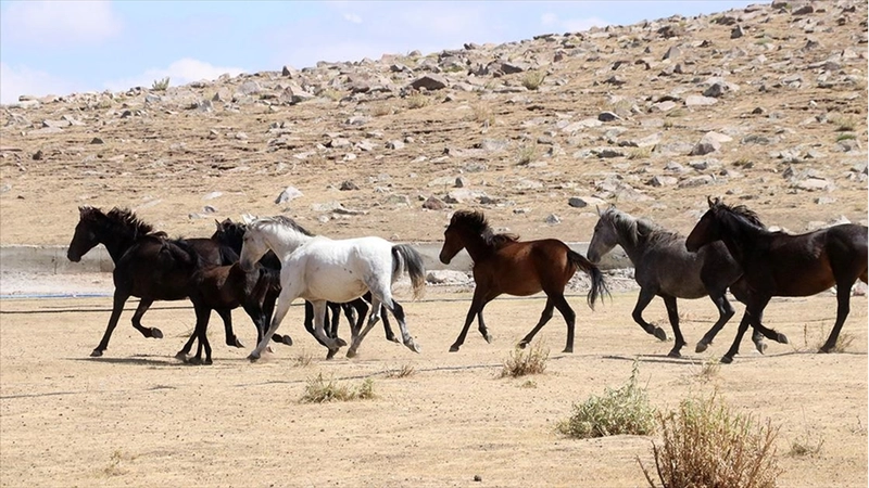 Özgürlüğün simgesi yılkı atları Erciyes