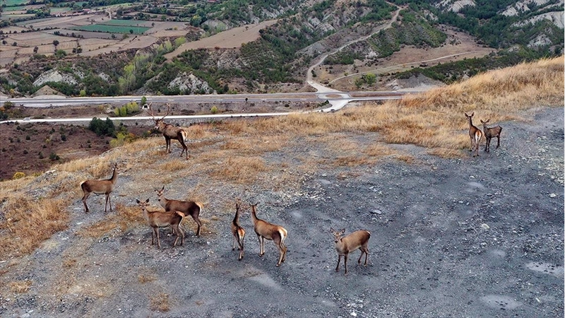 Kastamonu