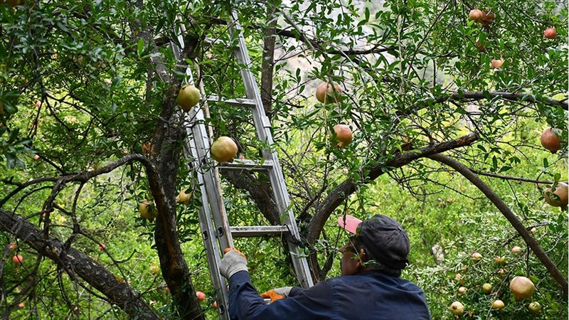 Yaktığı ateşle bahçesini zirai dondan koruyan nar üreticisi geçen yılki verimi yakaladı
