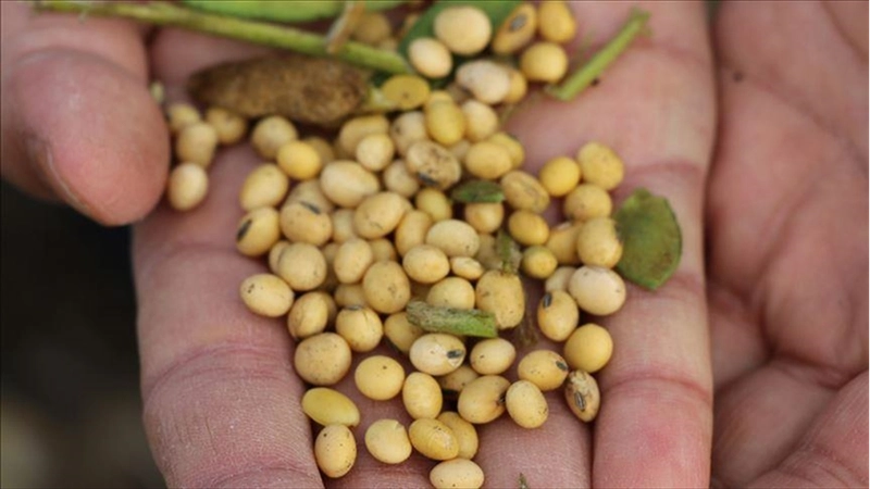 ABD-Çin ticari gerilimine soya fasulyesi de eklendi