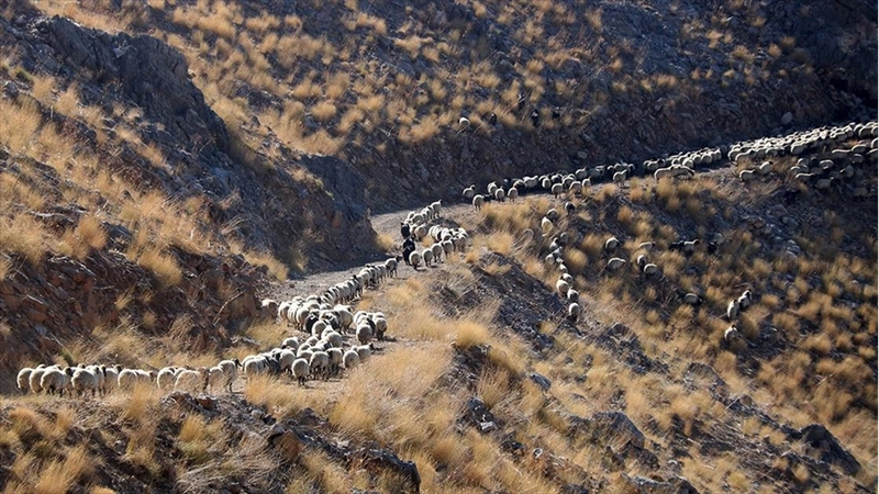 Bitlis
