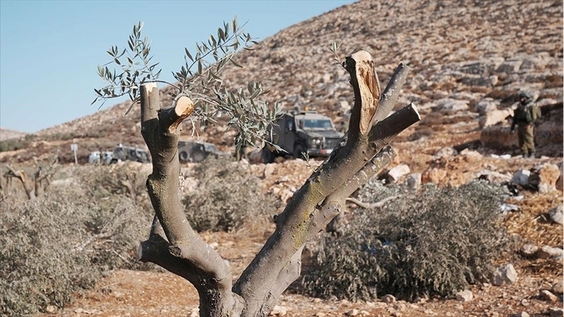 Filistinliler, İsrail silahlarının gölgesinde zeytin hasadı yapmaya çalışıyor
