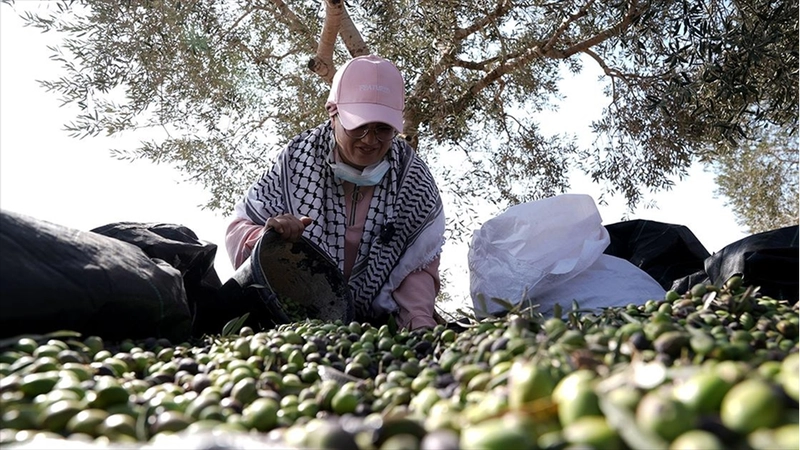 Batı Şeria, zeytin hasadında Filistin topraklarını gasbeden İsraillilerin saldırılarına sahne oluyor