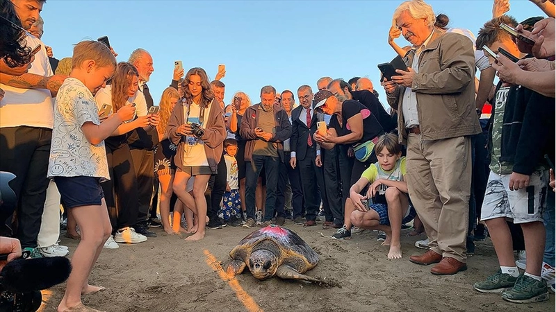 Caretta caretta