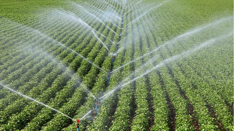 Çiftçilere 306 milyon 541 bin 763 lira tarımsal destek ödemesi bugün yapılacak