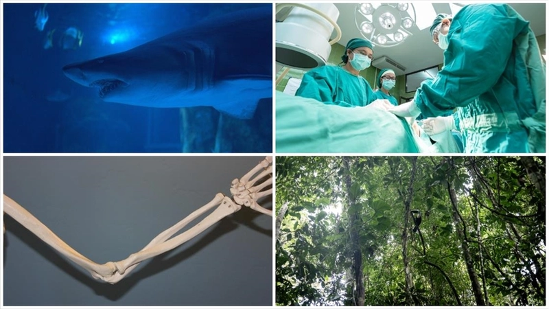 Domuz karaciğeri naklinden yeni köpekbalığı türü keşfine ekimin bilimsel gelişmeleri