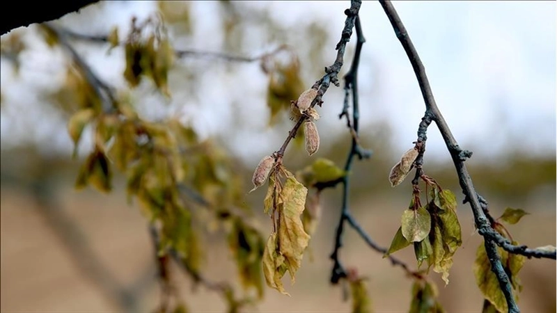 Zirai dondan etkilenen üreticilere 6,5 milyar liralık yeni destek ödemesi