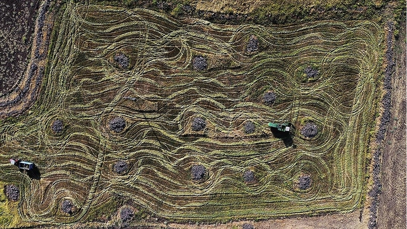 Tescilli Karacadağ pirincinin üretim alanı devlet desteğiyle artıyor