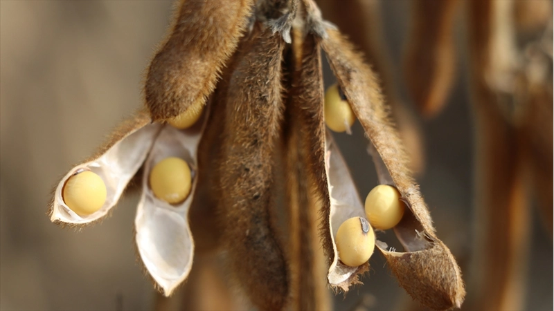 ABD ile Çin arasındaki görüşme soya fasulyesindeki stratejik önemi ortaya koydu