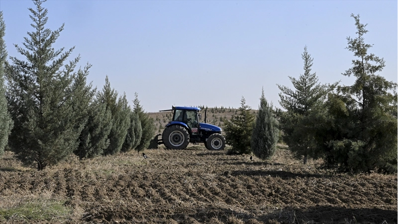 Ağaçlandırma seferberliğinin ilk yılında dikilen fidanlar ağaca dönüştü