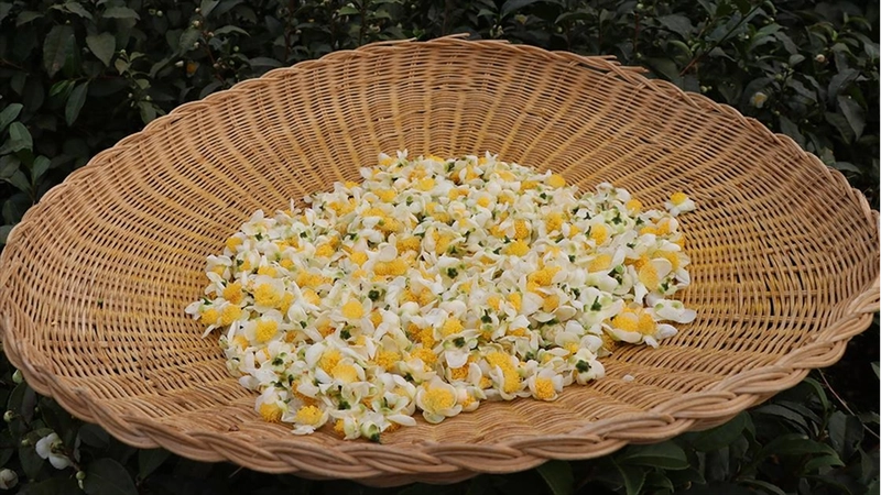 ÇAYMER, bu yıl 50 kilogram çiçek çayı üretti