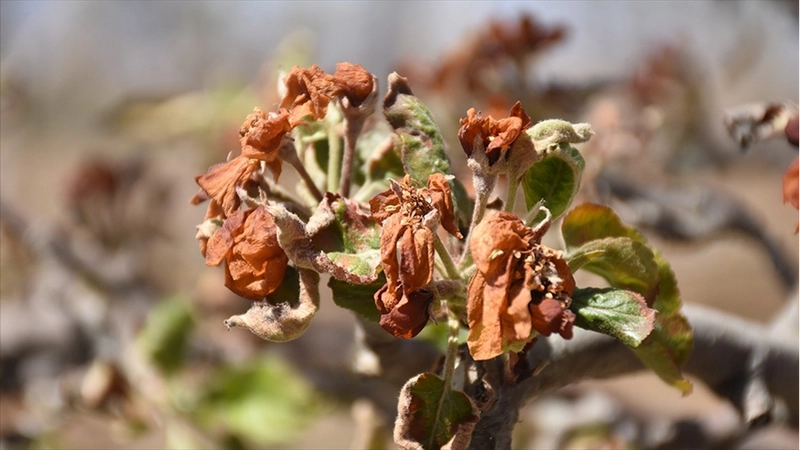 Zirai dondan etkilenen üreticilere 798 milyon lira yeni destek ödemesi
