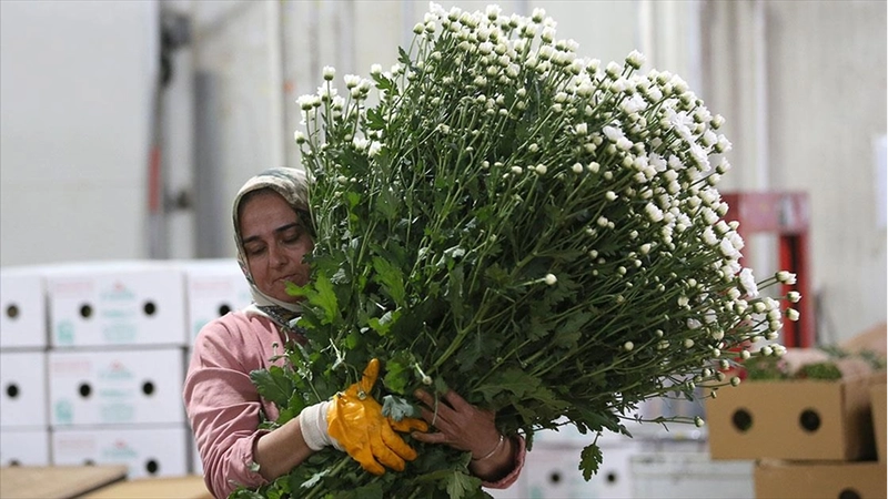 Çiçek sektörü ihracatta rekora koşuyor