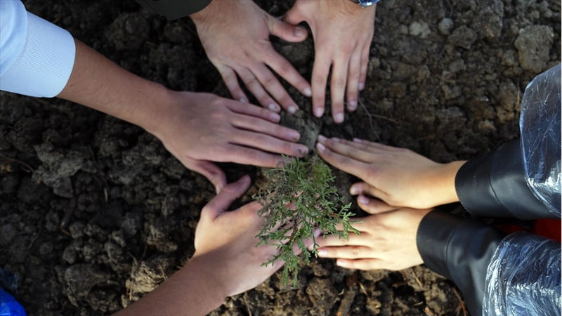 11 Kasım Milli Ağaçlandırma Günü