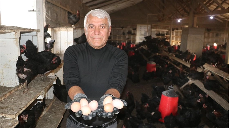 Çocukluk hayalini gerçekleştirmek için memleketine tavuk çiftliği kurdu