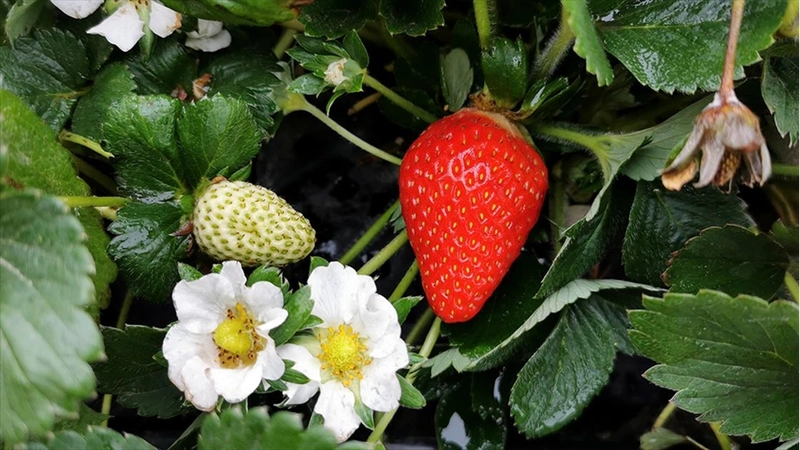 Zirveleri karla kaplı olan Erzincan