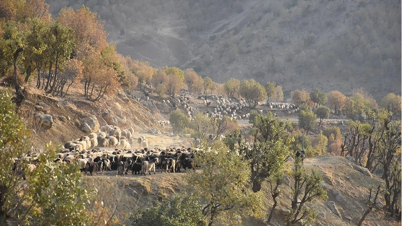 Göçerlerin yaylalardan kışlaklara yolculuğu sürüyor