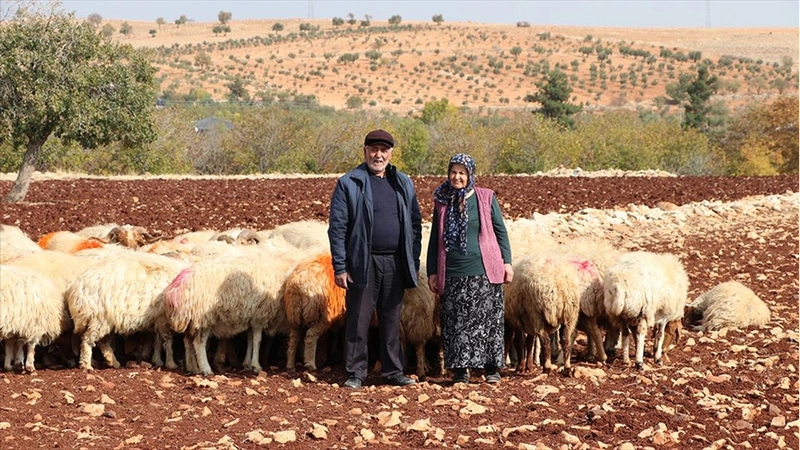 İkinci baharlarında belediyeden aldıkları destekle besici oldular