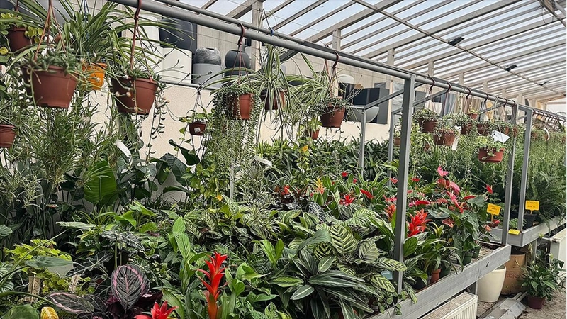 Balkon bahçeciliğine artan ilgi süs bitkisi satışlarını artırdı
