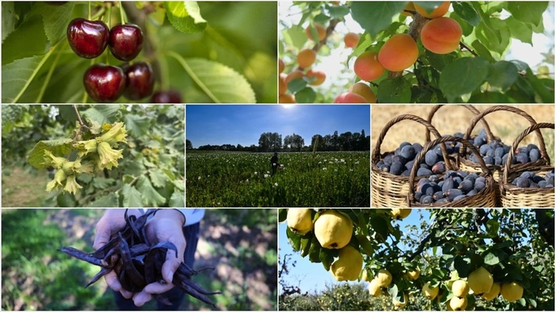 Türkiye tarımda 7 üründe dünya lideri oldu, 22 üründe ilk üçte yer aldı