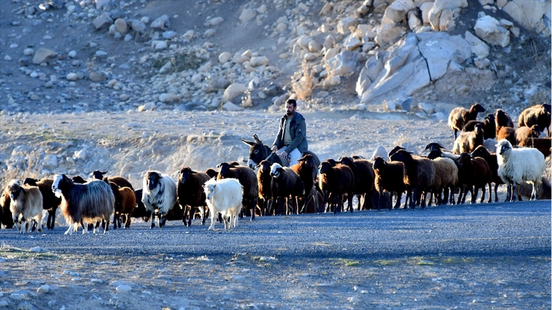 Kars yaylalarındaki göçerlerin dönüş yolculuğu devam ediyor
