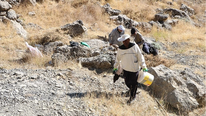 Kilometrelerce yürüyerek ulaştıkları dağlık alanda  kaya balı hasadı yaptılar