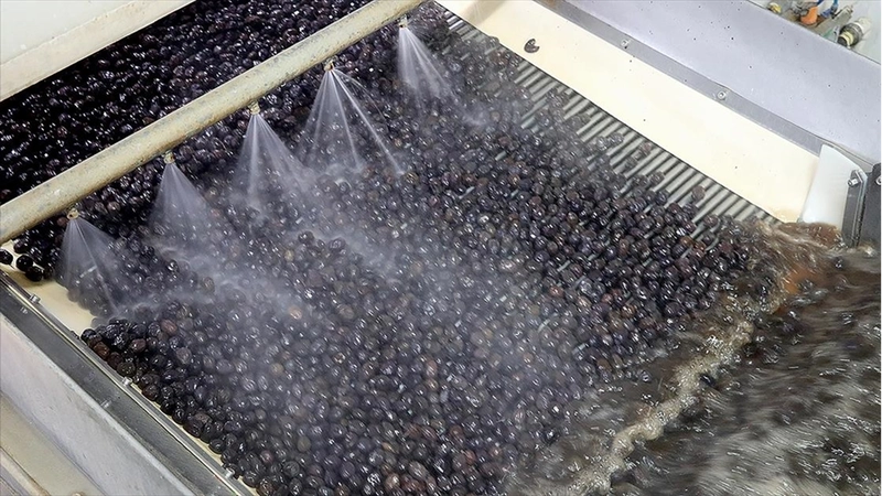 Türk zeytinini 68 ülkeye ihraç eden Marmarabirlik