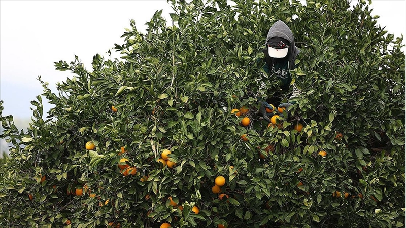 Coğrafi işaret tescilli Finike portakalına talep yoğun