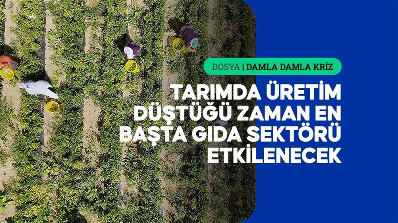 Kuraklığın etkileri tarladan fabrikaya, fabrikadan sofraya uzanıyor