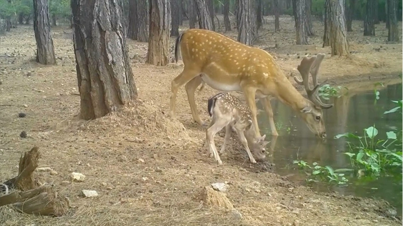 Nesli tehdit altındaki alageyik ve yavruları, su içerken fotokapanla görüntülendi