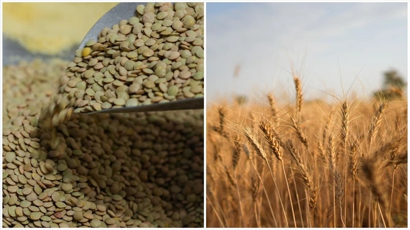 Yeşil mercimek ve yulaf ithalatında gümrük vergileri düşürüldü