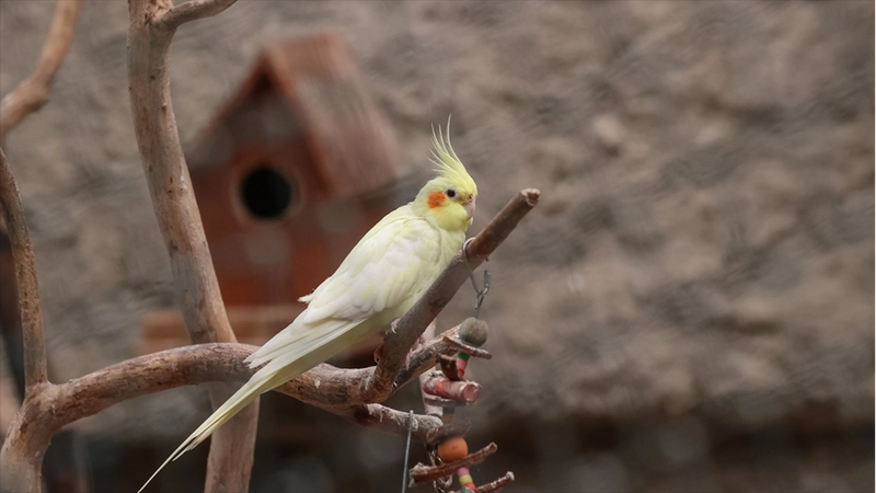 DKMP Genel Müdürlüğünden petshoplarda yaban hayvanı satışı için ruhsat şartı
