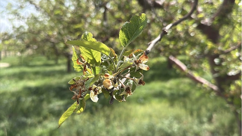 Bu yıl yaşanan zirai don nedeniyle üreticilere 23 milyar liralık hasar tazminatı ödendi