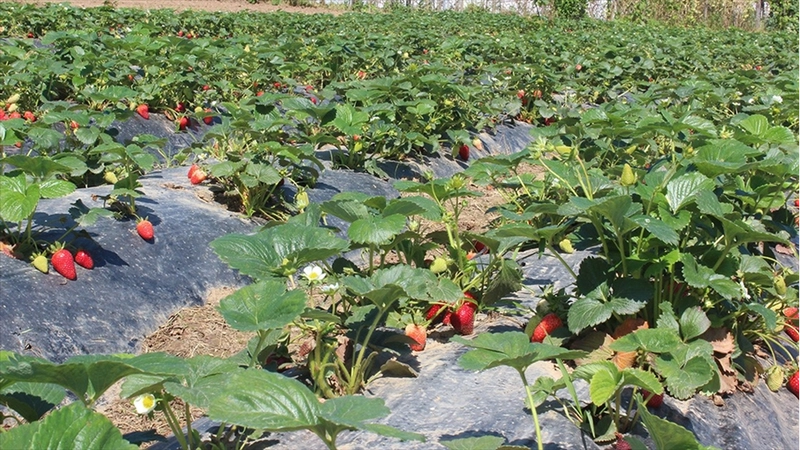 Organik tarım üretimi 1,3 milyon tonu aştı