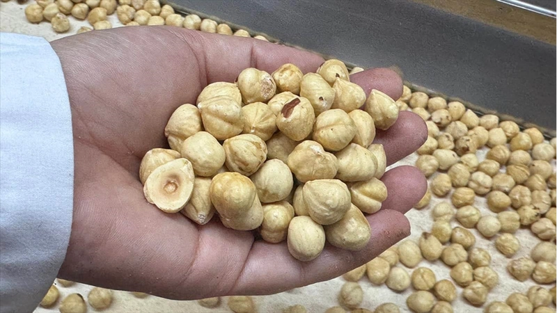 Türkiye, fındık ihracat sezonunun ilk iki ayında 351 milyon doları aşkın gelir sağladı