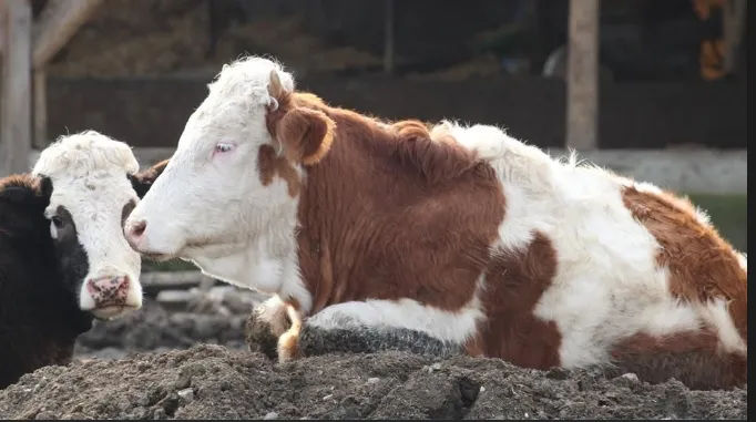 Bolu’nun Mudurnu ilçesinde büyükbaş hayvanlarda şap hastalığının tespit edilmesinin ardından 18 