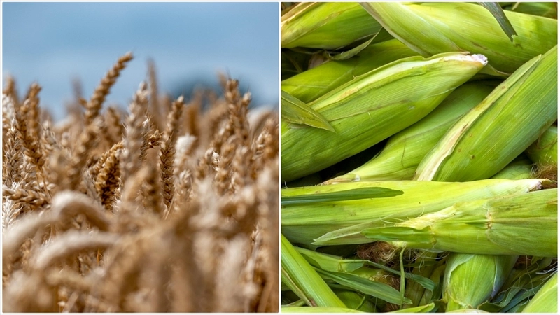 Arpa ve mısır ithalatında tarife kontenjanları 1 milyon ton olarak yeniden belirlendi