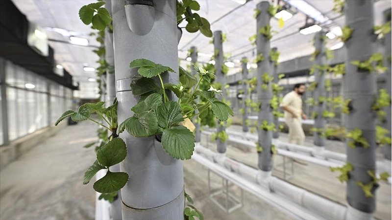 Topraksız dikey tarım uygulamaları enerjide tasarruf ve yüksek verimlilikle geleceğe umut oluyor