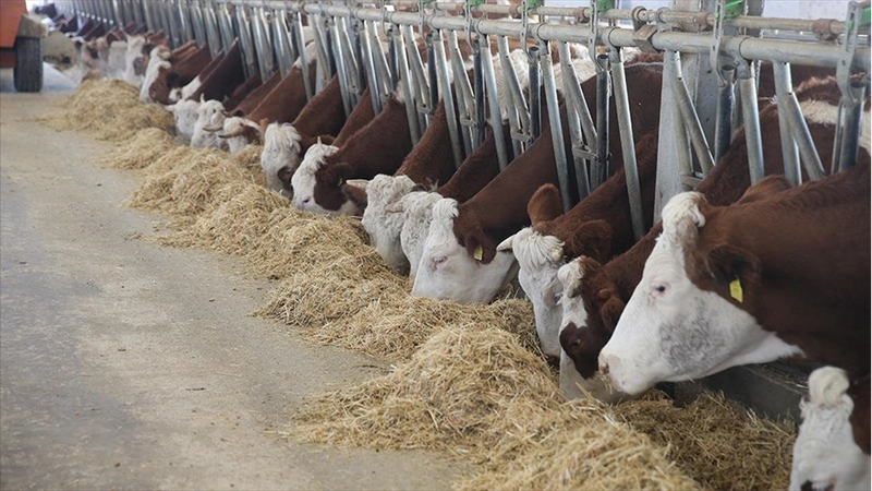 Devlet desteğiyle 4 olan hayvan sayısını 9 yılda 80