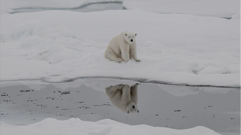 Kutup ayılarının artan sıcaklıklara uyum sağlamaya başladığı belirlendi