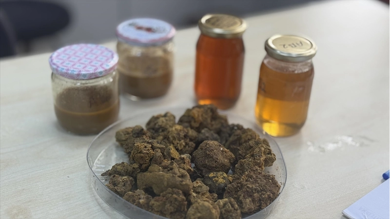 Arı ürünleri araştırmaları 
