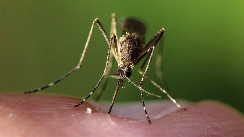 Bilim insanları, iklim değişikliğinin hayvanlardan bulaşan hastalıkları etkileyebileceğini ortaya koydu