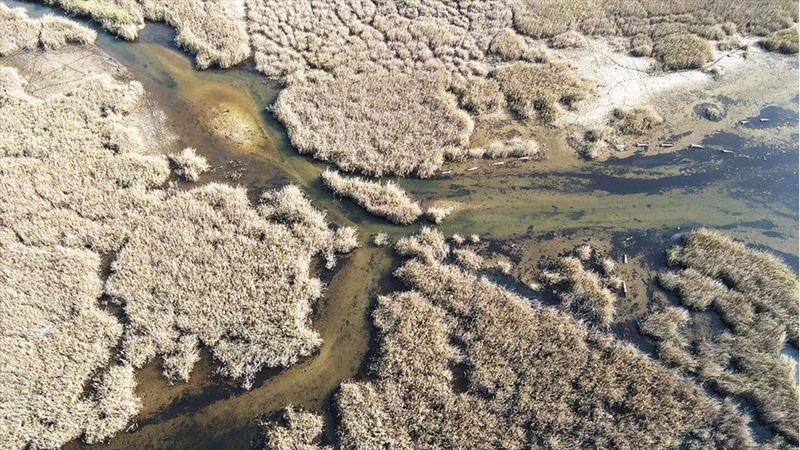 Yağışlarla nefes alan Bafa Gölü